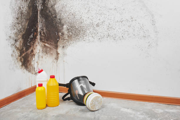 Best Attic Mold Removal  in Pleasure Point, CA